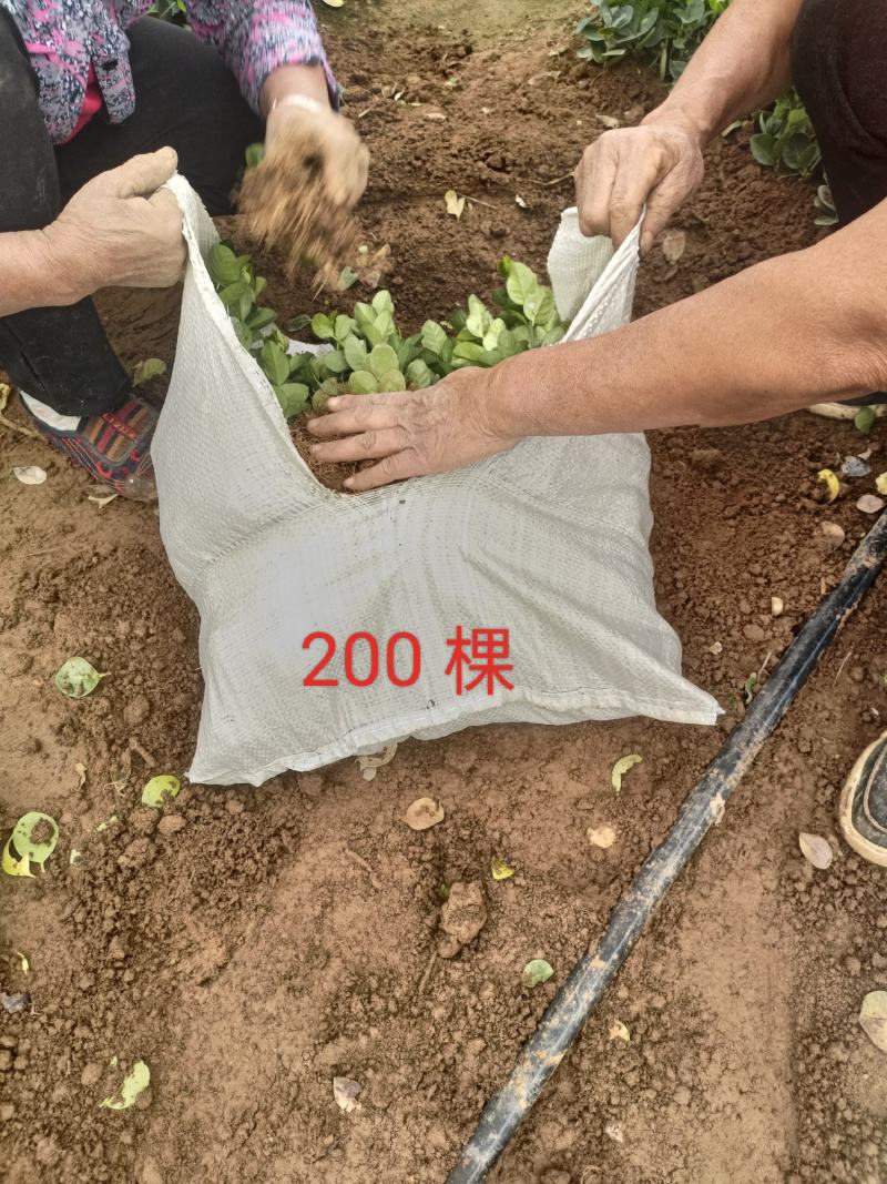 北海道黄杨苗根好苗壮苗圃一手货源