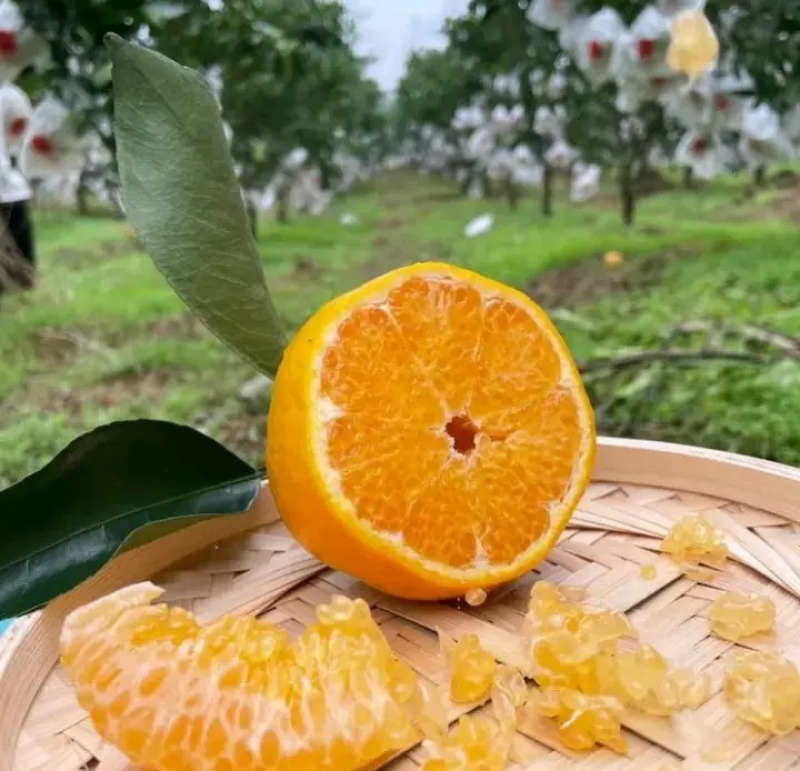 椪柑口感纯甜多汁,本地一手货，大量现货，货源稳定。