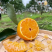 湖南椪柑口感甜果面干净肉质细腻多汁产地一手货源