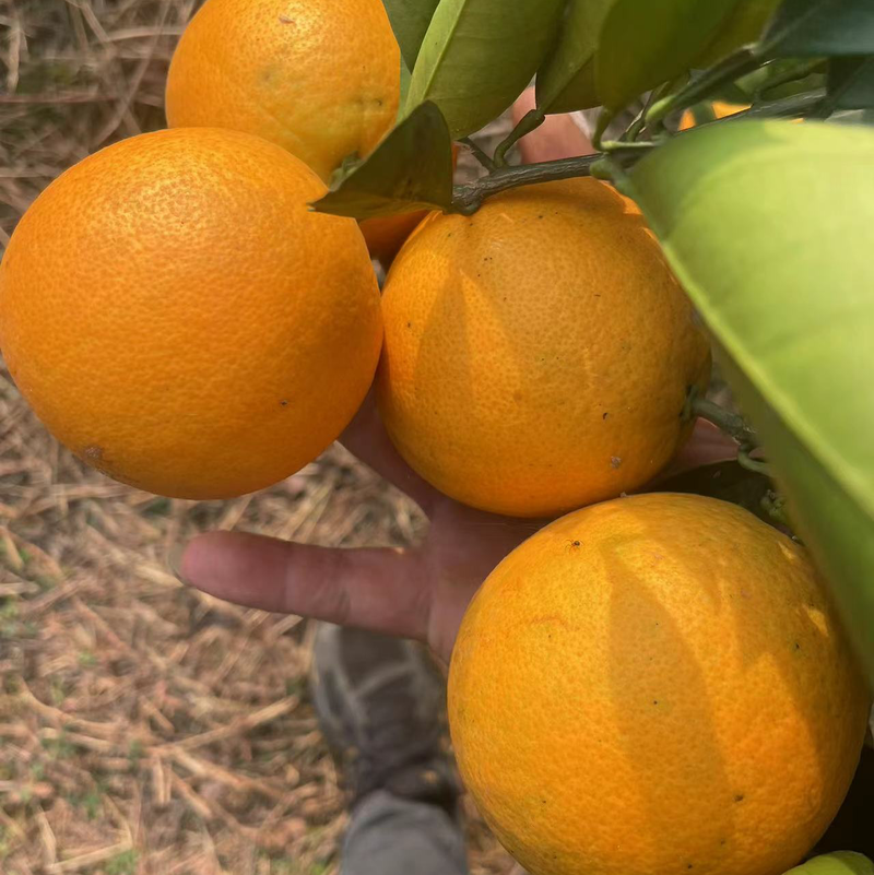 精品塔罗科血橙宜宾橙子来电优惠市场商超电商可供诚信合作