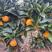 精品塔罗科血橙宜宾橙子来电优惠市场商超电商可供诚信合作