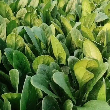 菠菜大量上市中，各种规格大小都有