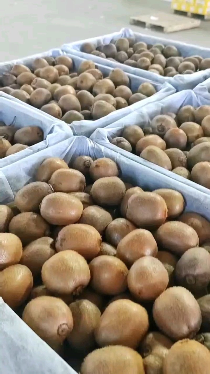 徐香，秦美，海沃德猕猴桃年前大量现货便宜出库