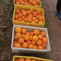 崀山脐橙，现大量上市了，对接全国各大市场，欢迎来电采购