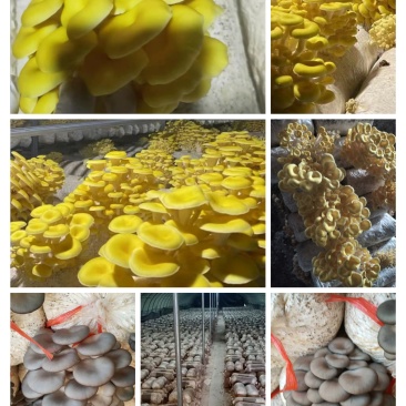 常年出售平菇榆黄蘑等出菇菌包