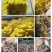 常年出售平菇榆黄蘑等出菇菌包