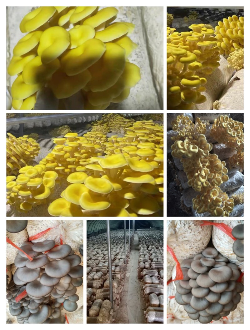 常年出售平菇榆黄蘑等出菇菌包