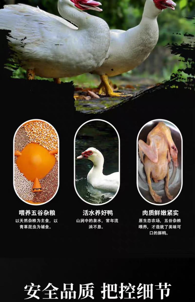 非洲燕
