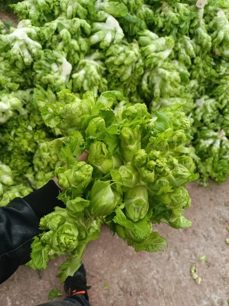 儿菜已上市有需要的联系我，位置四川达洲