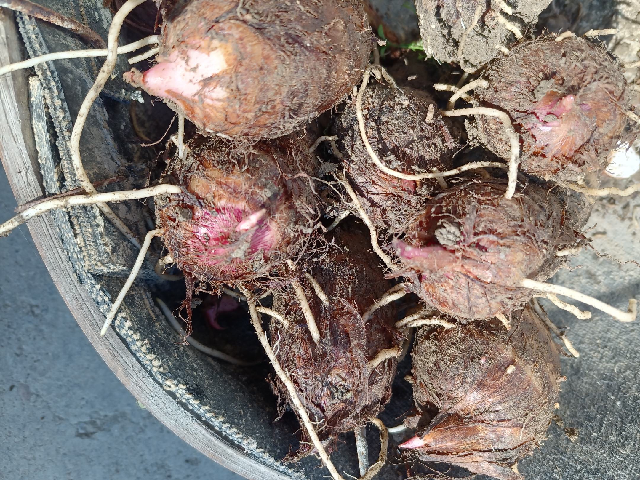 香芋切块浸泡过程