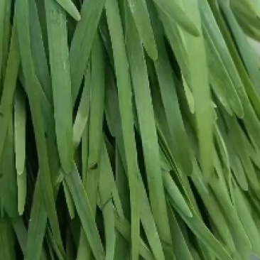 大棚韭菜