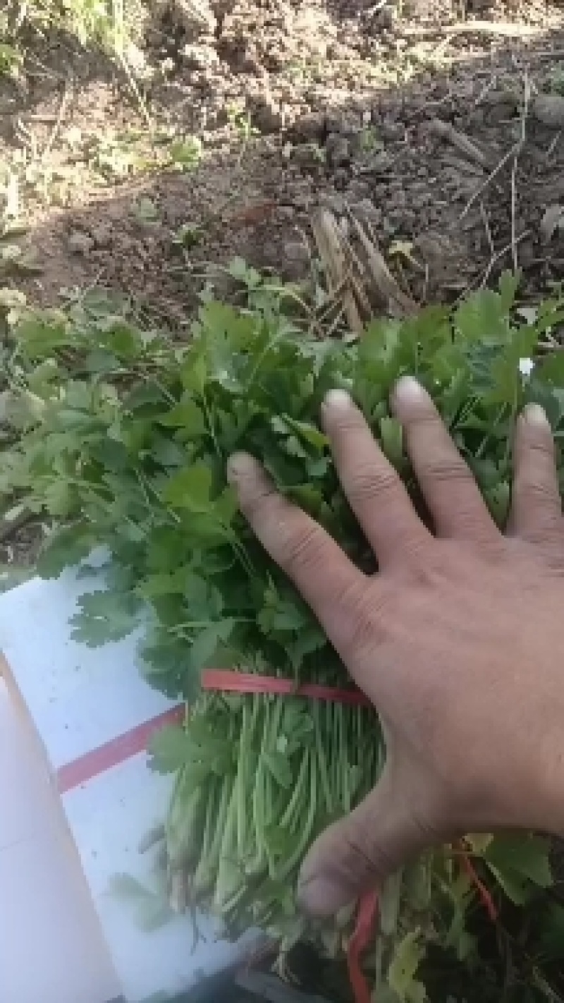 香菜大量现货