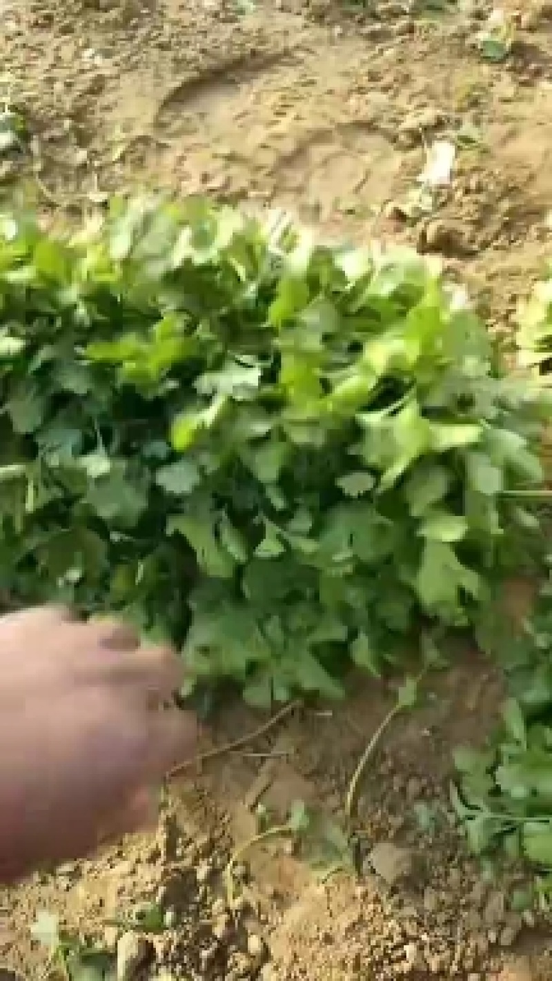 香菜大量现货
