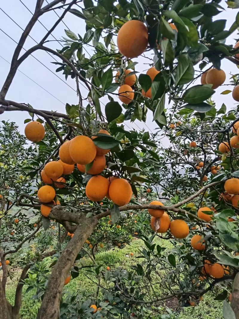纽红脐橙