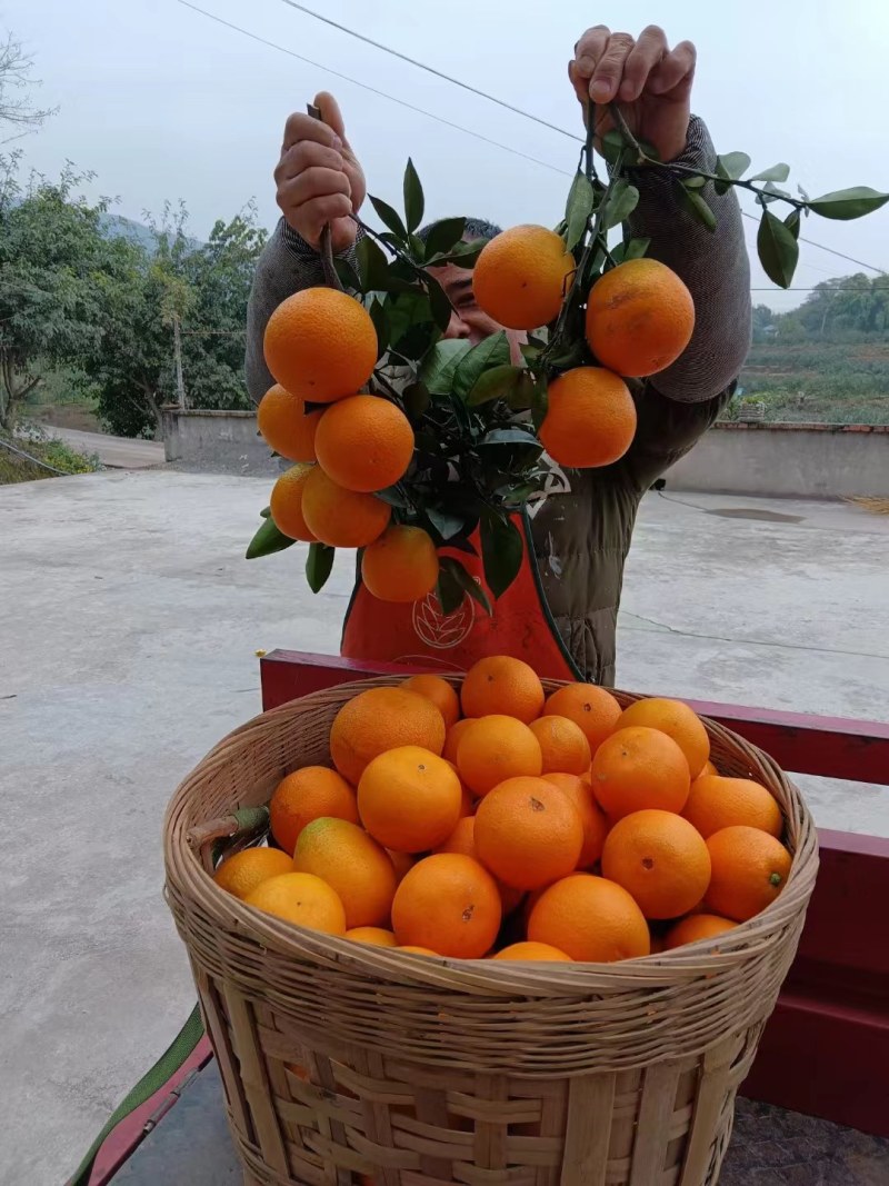纽红脐橙
