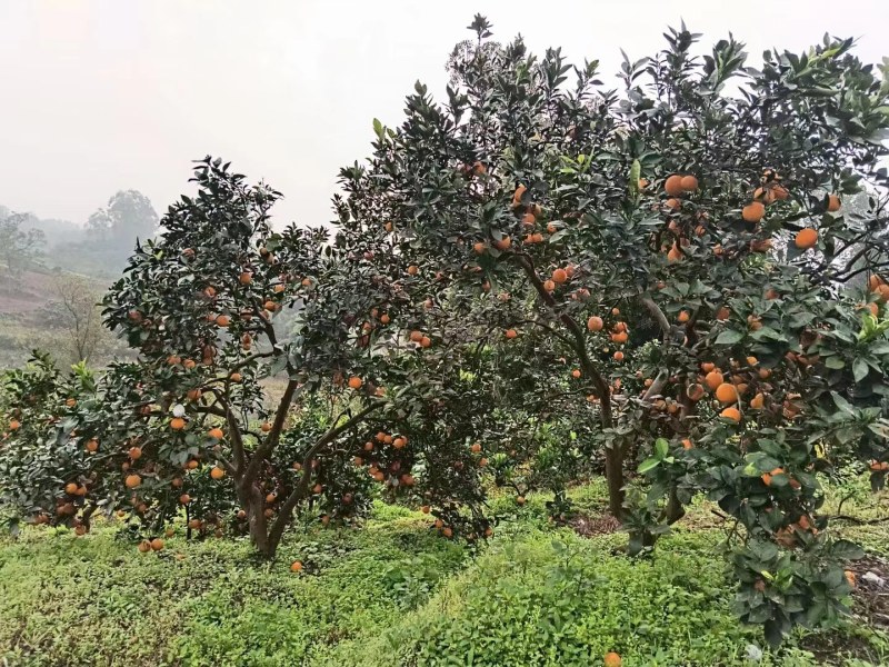 纽红脐橙