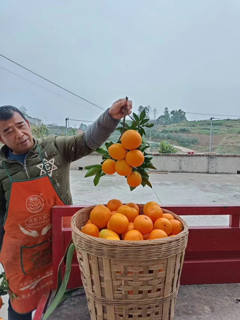 纽红脐橙