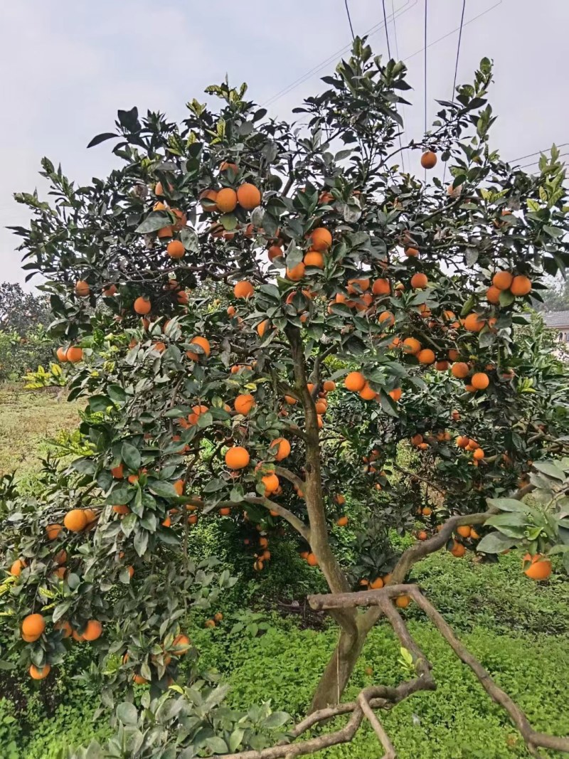 纽红脐橙