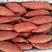 西瓜红红薯广东西瓜红红薯大量有货产地直供品质有保证