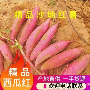 西瓜红红薯广东西瓜红红薯大量有货产地直供品质有保证