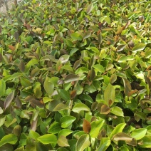 大量出售油茶苗基地直销