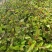 大量出售油茶苗基地直销