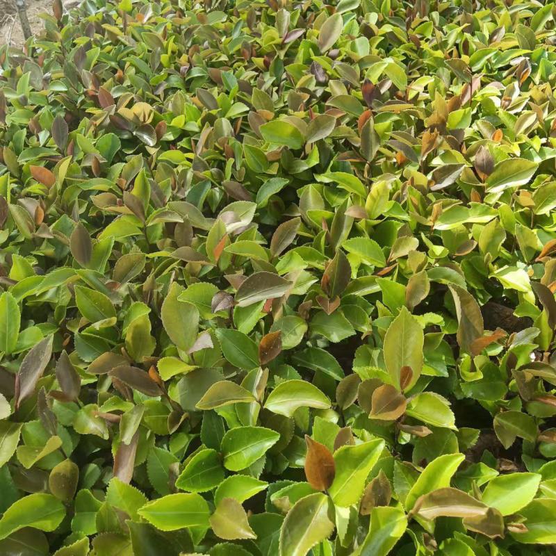 大量出售油茶苗基地直销