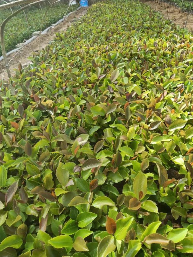 大量出售油茶苗基地直销