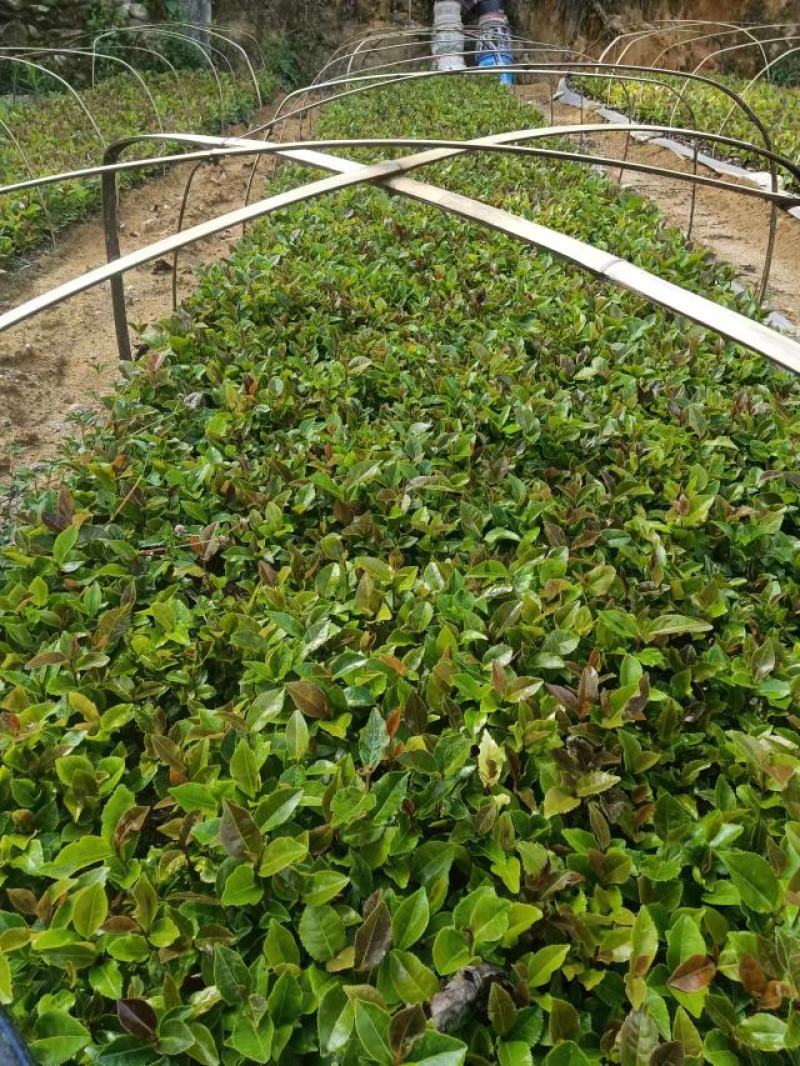 大量出售油茶苗基地直销