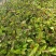 大量出售油茶苗基地直销