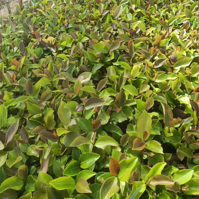 大量出售油茶苗基地直销