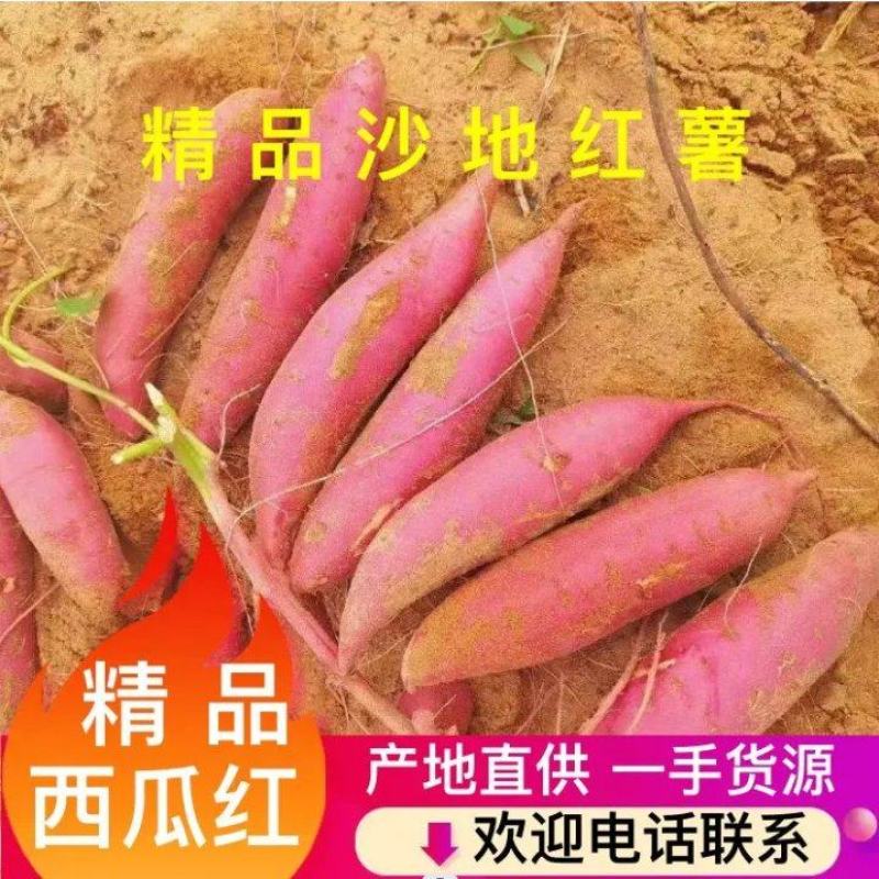 【西瓜红】广东西瓜红红薯大叶红红薯现挖现发对接电商