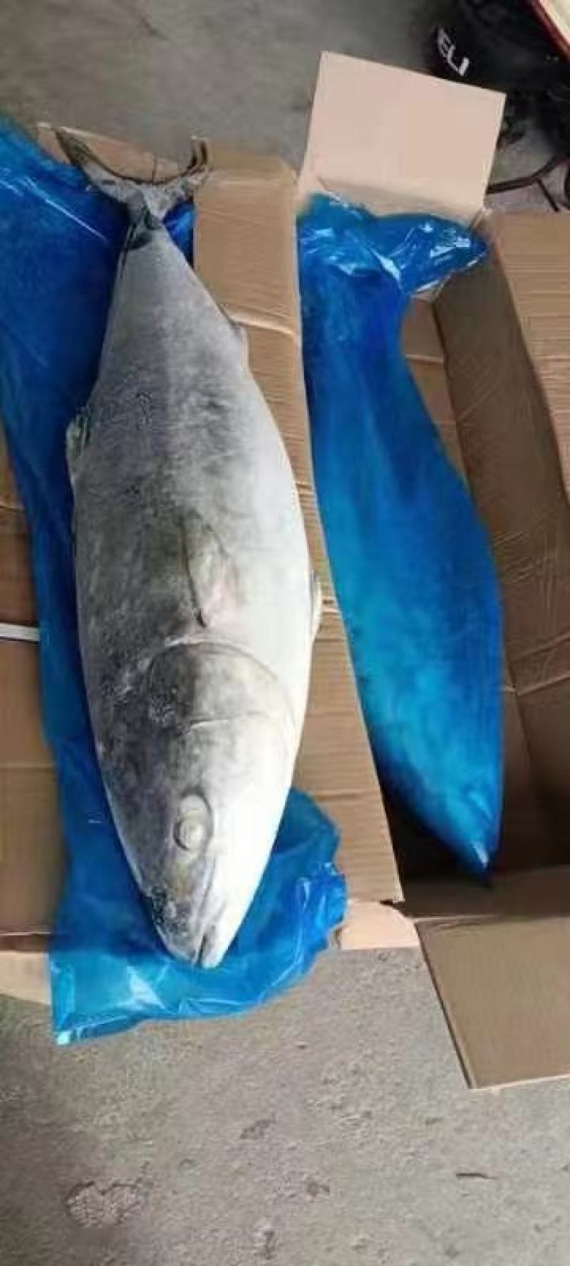 黄金鲅鱼一手货源大量批发全国一手货各地直迖均可