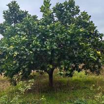 柚子树，绿化，果木种植