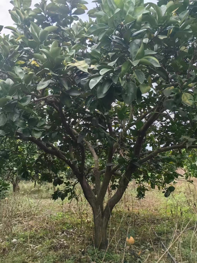 柚子树，绿化，果木种植