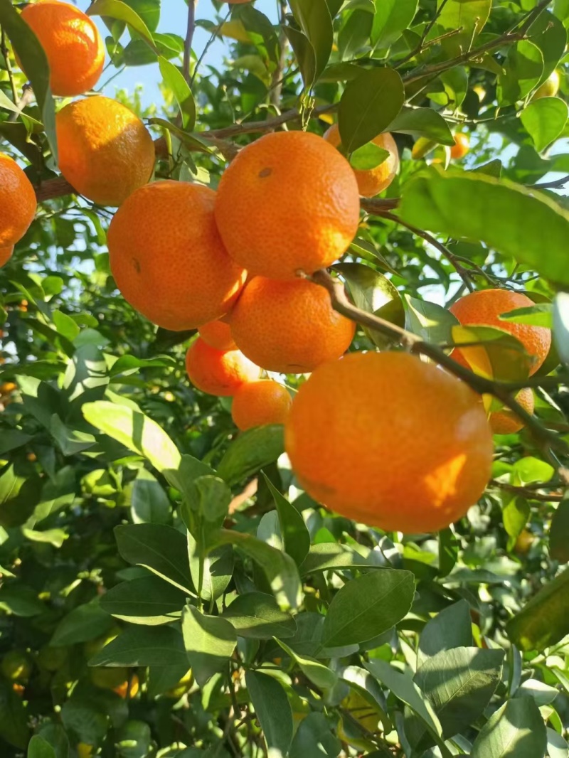 【精品砂糖橘】砂糖橘广西桂林产地大量上市口感纯甜保质保量电联