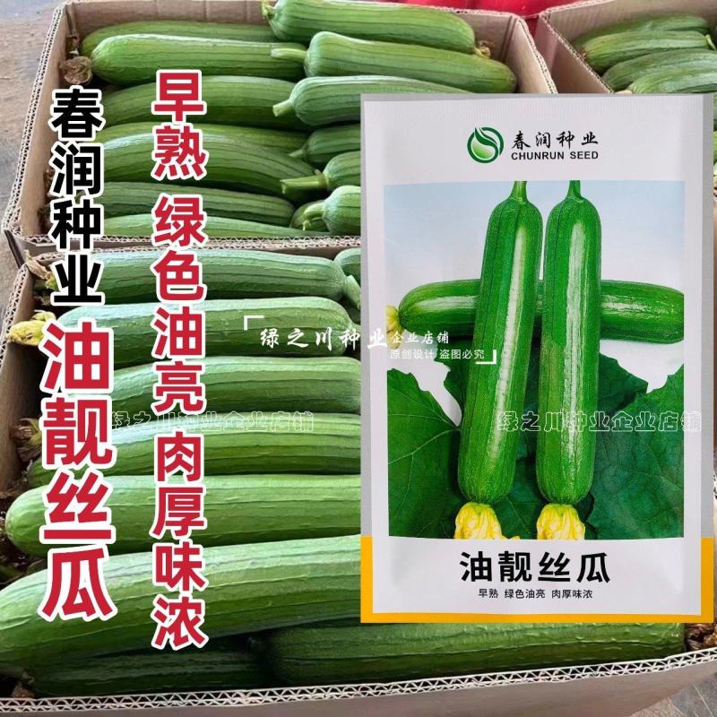 油靓油丝瓜种子短棒绿色油亮丝瓜种子油绿肉厚味浓不黑汤水瓜