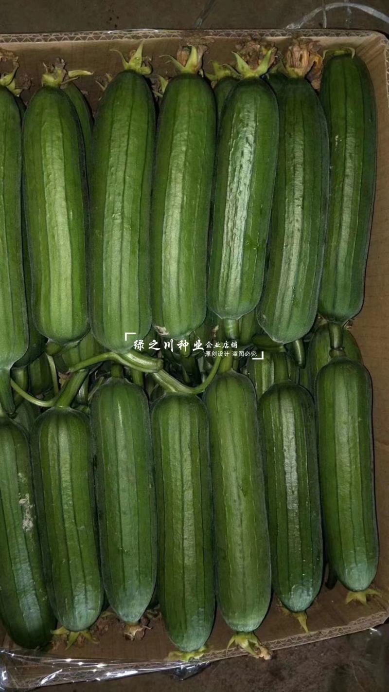 油靓油丝瓜种子短棒绿色油亮丝瓜种子油绿肉厚味浓不黑汤水瓜