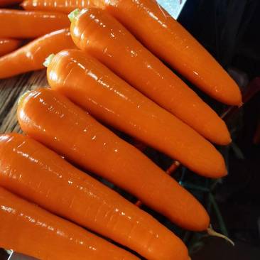 【热卖】胡萝卜水洗带苗土货有专业打包团队按需包装电商市场