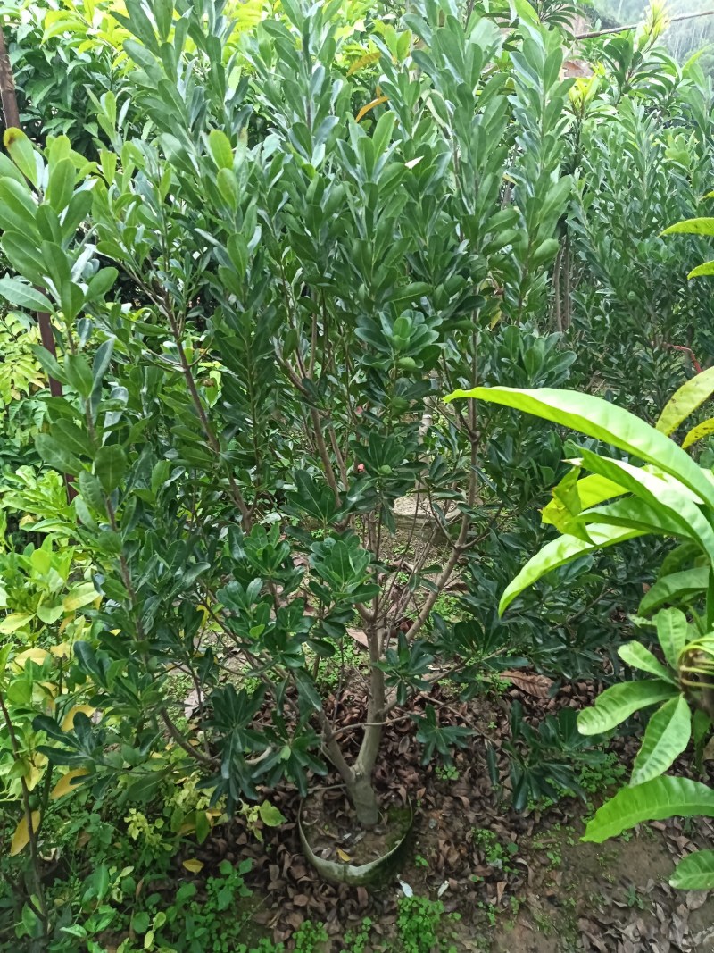 杨梅苗50~80适合南北方种植一手货源基地直发质量保障