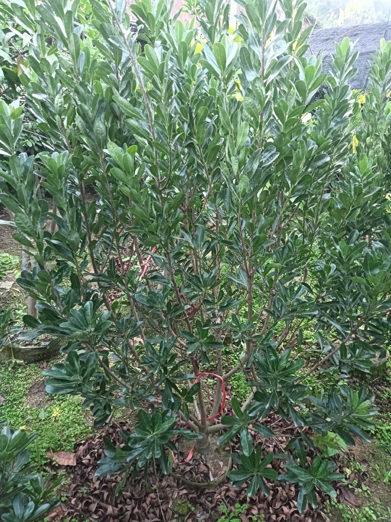 杨梅苗50~80适合南北方种植一手货源基地直发质量保障