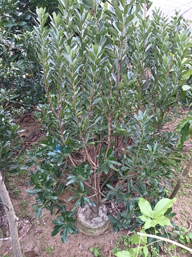 杨梅苗50~80适合南北方种植一手货源基地直发质量保障