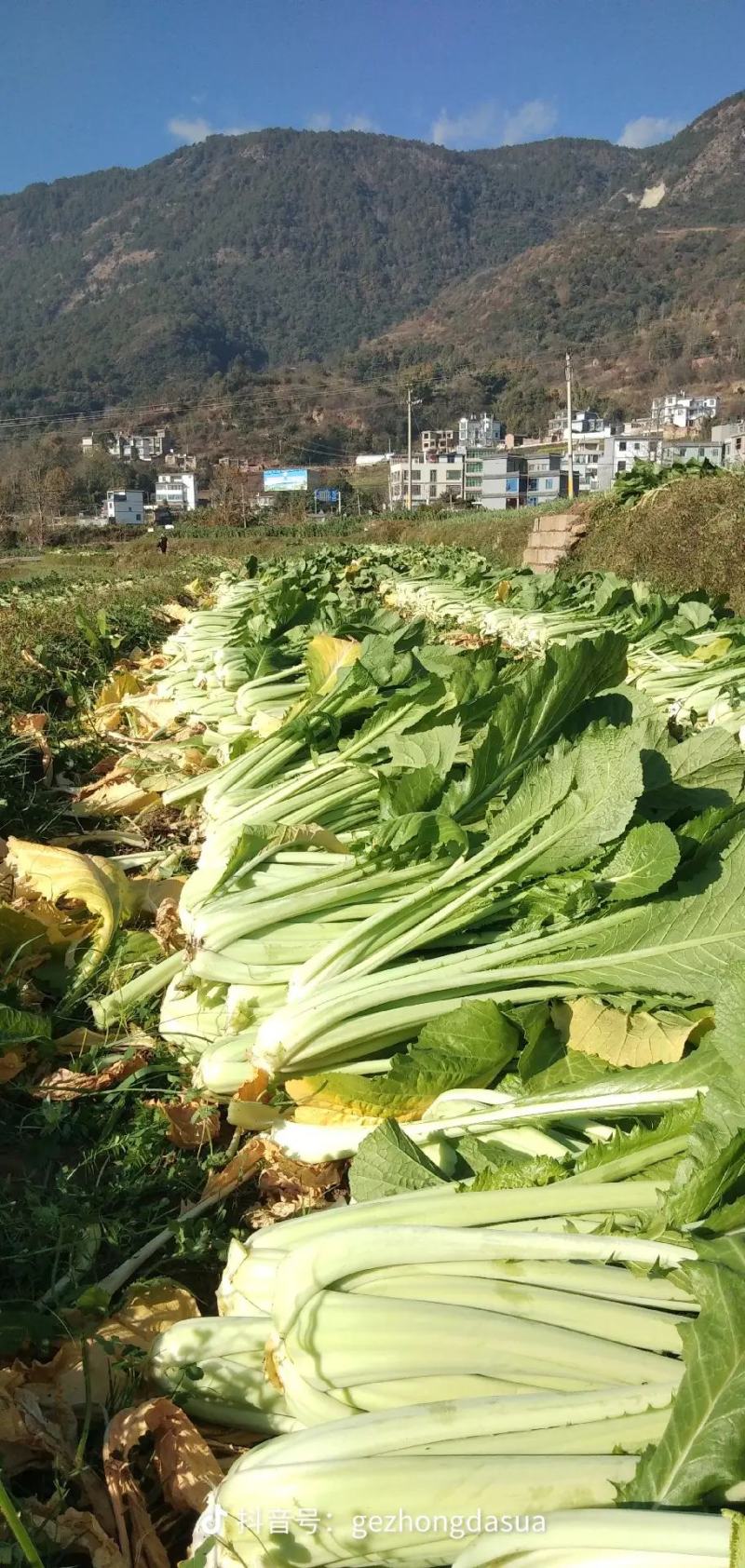云南大理弥渡县粉杆青菜大量上市代办代收批发服务