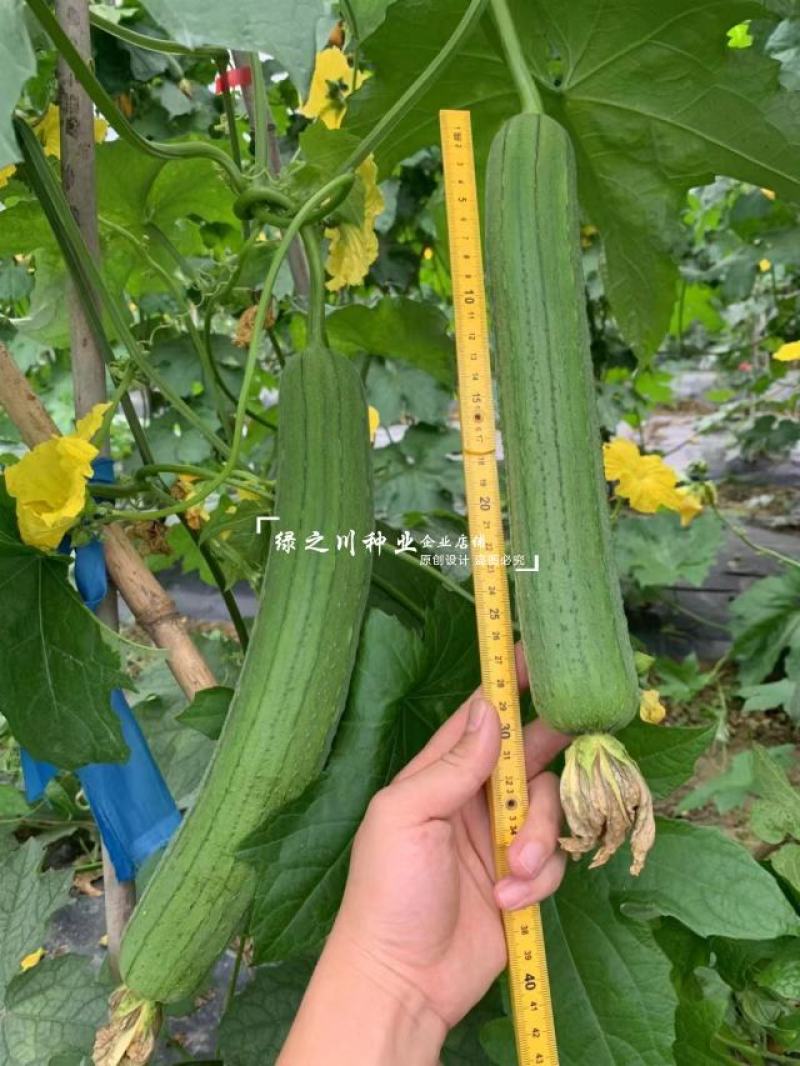 长沙农科院育成美味丝瓜种子白籽中长棒形丝瓜种子汤色白味甜