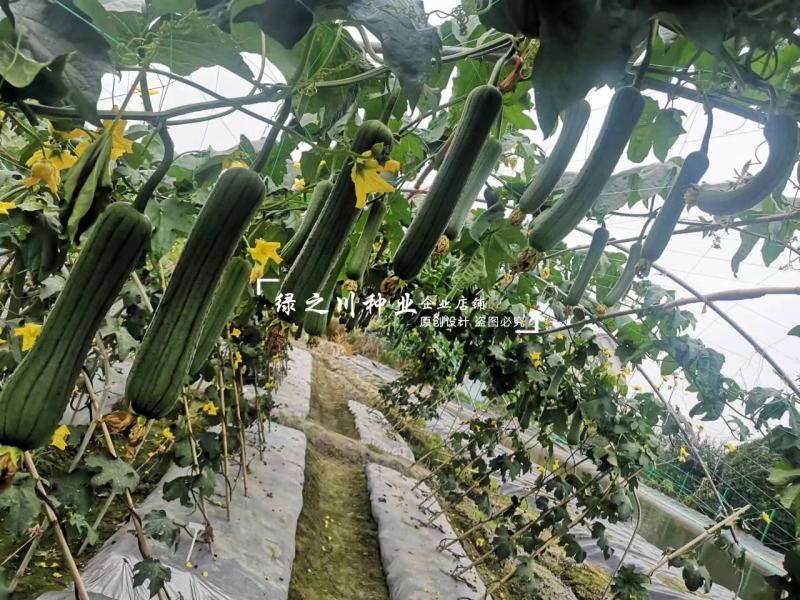 长沙农科院育成美味丝瓜种子白籽中长棒形丝瓜种子汤色白味甜