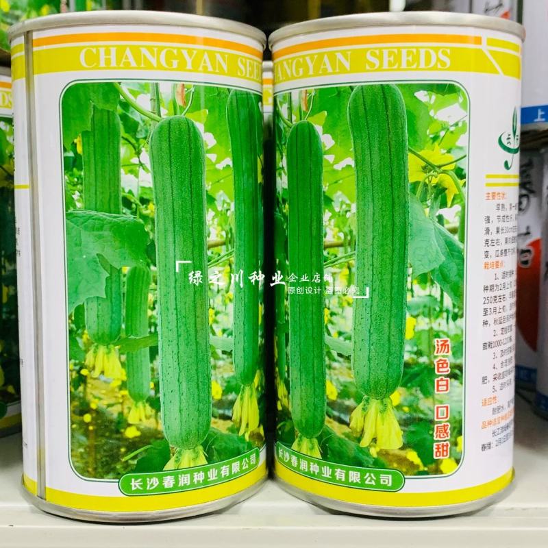 长沙农科院育成美味丝瓜种子白籽中长棒形丝瓜种子汤色白味甜