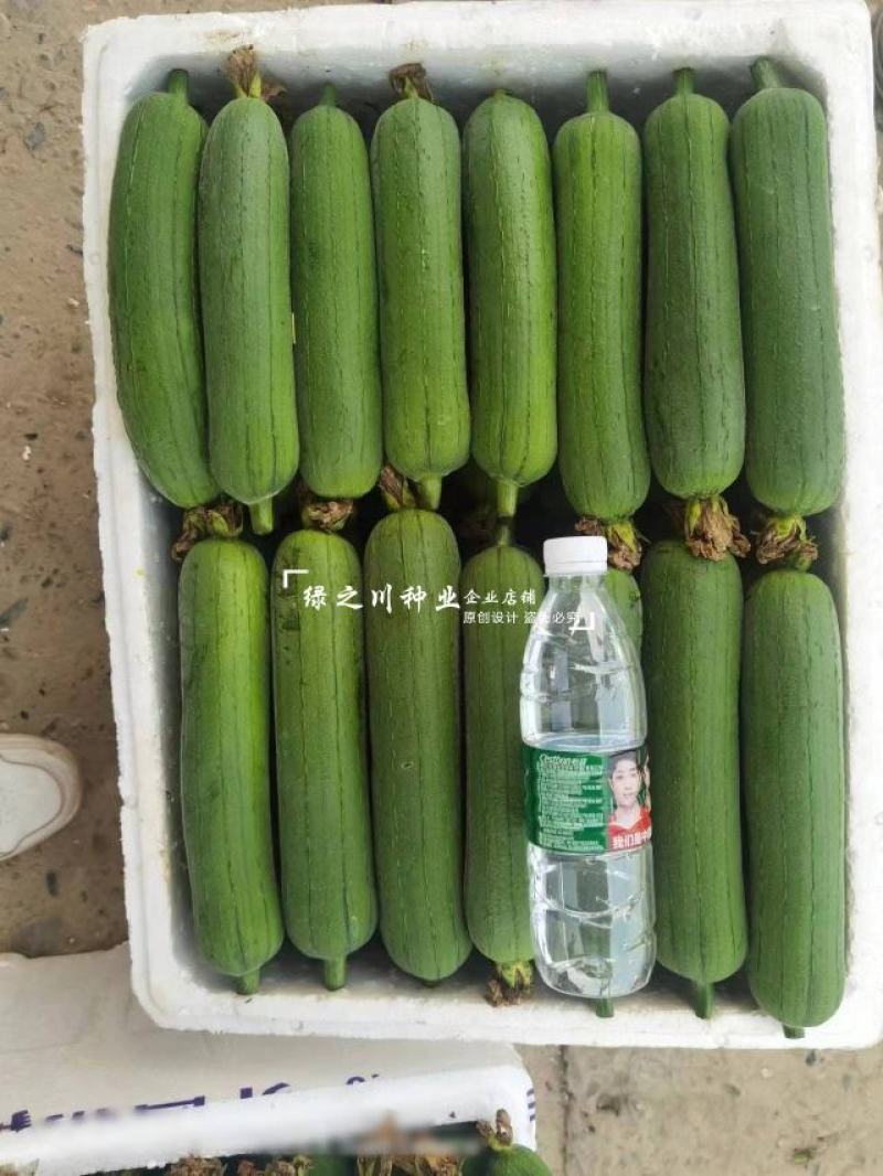 长沙农科院育成美味丝瓜种子白籽中长棒形丝瓜种子汤色白味甜
