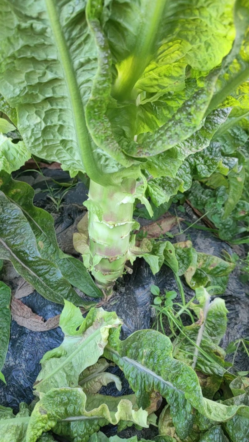 精品红莴笋大量上市产地直发量大从优24小时电话