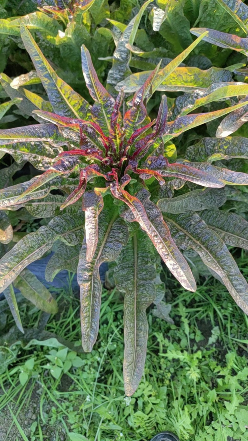 精品红莴笋大量上市产地直发量大从优24小时电话
