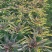 精品红莴笋大量上市产地直发量大从优24小时电话